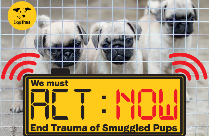 Dogs Trust - Act Now